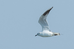 Saundersilarus saundersi