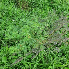 Indigofera suffruticosa
