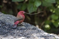 Lagonosticta senegala