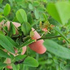 Indigofera suffruticosa