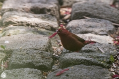 Lagonosticta senegala