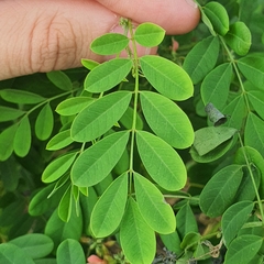 Indigofera suffruticosa