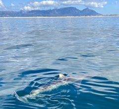 Carcharhinus brachyurus