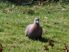 Columba guinea phaeonota