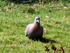 Columba guinea phaeonota