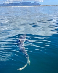 Carcharhinus brachyurus