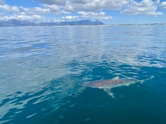 Carcharhinus brachyurus