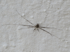 Dicranopalpus caudatus