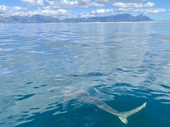 Carcharhinus brachyurus