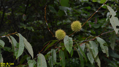 Castanea crenata