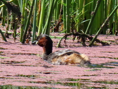Tachybaptus ruficollis capensis