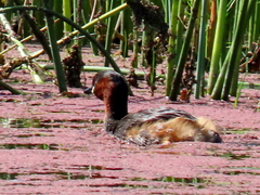 Tachybaptus ruficollis capensis