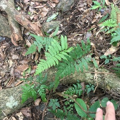 Microlepia marginata bipinnata