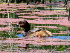 Tachybaptus ruficollis capensis