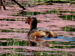 Tachybaptus ruficollis capensis