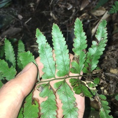Microlepia marginata bipinnata