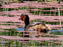 Tachybaptus ruficollis capensis
