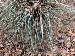 Tillandsia bartramii