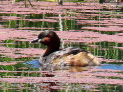Tachybaptus ruficollis capensis