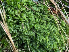 Plagiothecium curvifolium