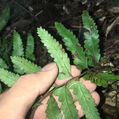 Microlepia marginata bipinnata