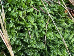 Plagiothecium curvifolium