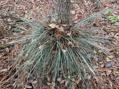 Tillandsia bartramii
