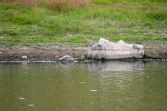 Charadrius bicinctus