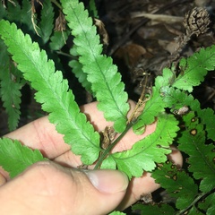 Microlepia marginata bipinnata