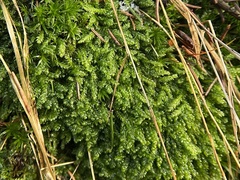 Plagiothecium curvifolium