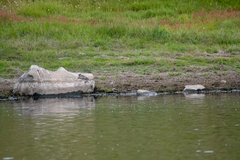 Charadrius bicinctus