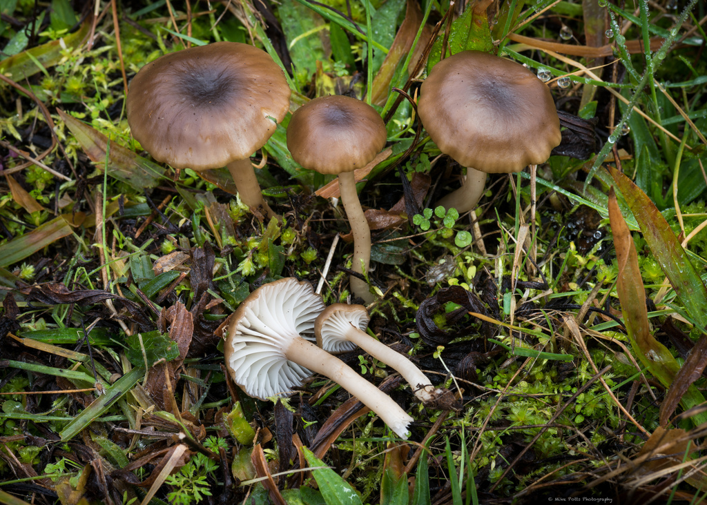Cuphophyllus recurvatus