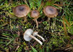 Cuphophyllus recurvatus