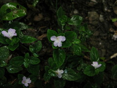 Strobilanthes tetrasperma