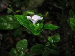 Strobilanthes tetrasperma