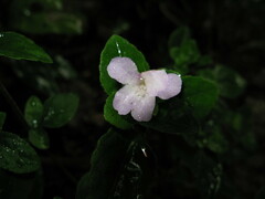 Strobilanthes tetrasperma