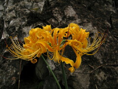 Lycoris
