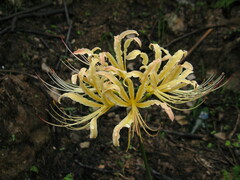 Lycoris