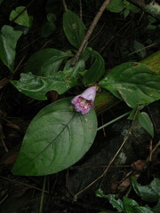 Hemiboea gracilis