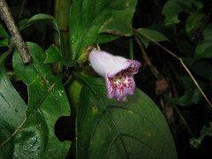 Hemiboea gracilis