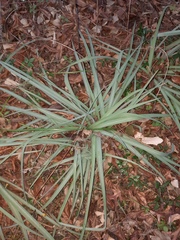 Tradescantia gigantea