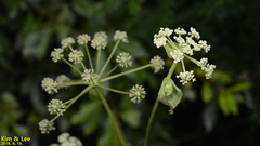 Angelica decursiva