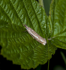 Crambus lathoniellus