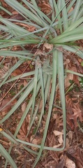 Tradescantia gigantea