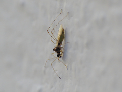 Gampsocoris punctipes