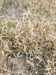 Panicum hallii