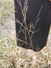 Panicum hallii