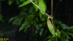 Angelica decursiva