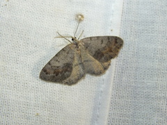 Macaria loricaria