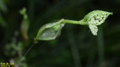 Angelica decursiva